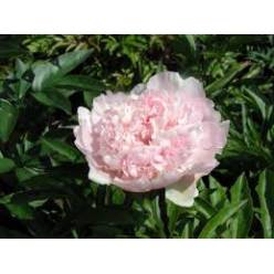 Peonia Nac. Alertie 40cm Rs.
