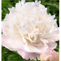 Peonia Nac. Moon Over 55cm Rs.