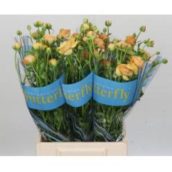 Ranunculos Hol. Butterfly Vestalis 50cm 45gr "T10"