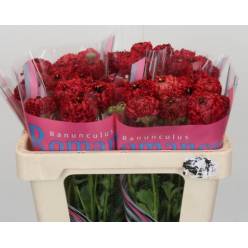 Ranunculos Hol. Romance Chaouen 50cm 45gr