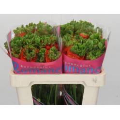 Ranunculos Hol. Romance Crown Nervion 50cm 45gr