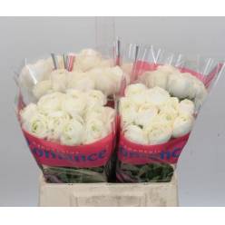 Ranunculos Hol. Romance Courchevel 50cm 35gr