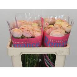 Ranunculos Hol. Romance Plage 50cm 45gr