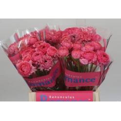 Ranunculos Hol. Romance Ramlia 40cm 35gr