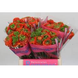Ranunculos Hol. Romance Crown Nervion 40cm 35gr