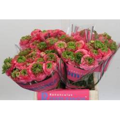Ranunculos Hol. Romance Crown Sisteron 40cm 35gr