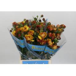 Ranunculos Hol. Butterfly Satyros 50cm 45gr "T10"