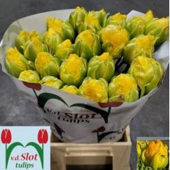 Tulipan Frances Doble Vainilla Coup 45cm Am.