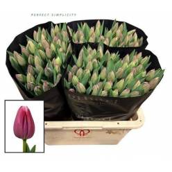 Tulipan Hol. General Mazcek 40cm Frs.