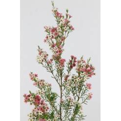Flor Cera Hol. My Sweet 70cm 60gr Rs "T25"