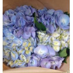 Hortensia Hol. My Minerva 60cm 18/20 Malva