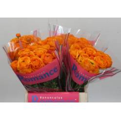 Ranunculos Hol. Romance Digne 40cm 35gr