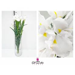 Iris Casablanca 65cm 35gr