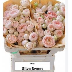 Ramificada Silva Sweet 50cm