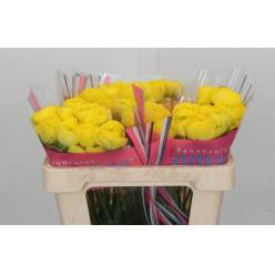 Ranunculos Hol. Romance Kitila 50cm 45gr
