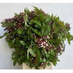 Viburnum Onondaga Italia 70cm 200gr