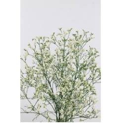 Limonium Hol. Sin China White 80cm 35gr "T25"