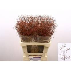 Talinum Pan Long John 80cm "T25"