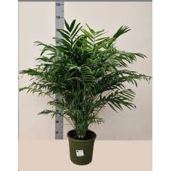 P. Chamaedorea Elegans 23/95cm x2