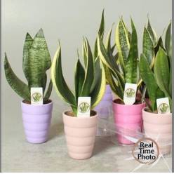 P. Sansevieria trifasciata Ov. 11/30 x10 -ceramica-