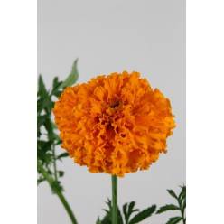 Tage E Promise Orange 70cm  x10
