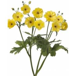 Ranunculos Hol. Butterfly Minerva 50cm 45gr "T10"