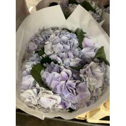 Hortensia Hol. My Pinktou 60cm 17/19 Lav.