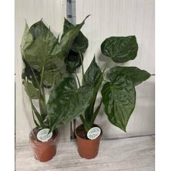 P. Alocasia Cucullata 21/80cm