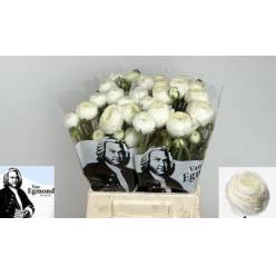 Ranunculos Hol. Firenze 45cm 35gr