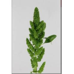 Amaranthus Hol. Green Thumb 60cm