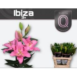 Oriental Hol. Rs. Ibiza 85cm 3/4 flores