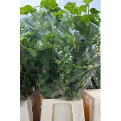 Ribes Italia 60cm 400gr