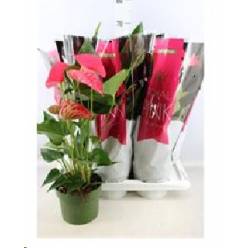 P. Anthurium An Maine 17/60cm x6  6F
