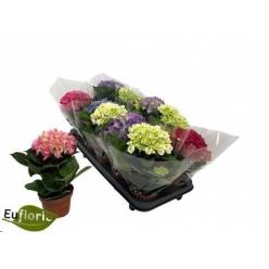 P. Hortensia Mix.10.5/27cm "CC10"