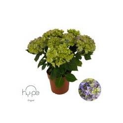 P. Hortensia Hi-pe Mophead Azul 14/40 x6 5F