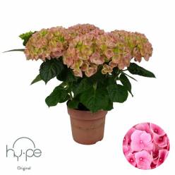 P. Hortensia Hi-pe Mophead Rosa 14/40 x6 5F