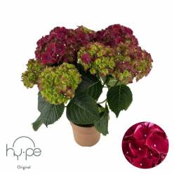 P. Hortensia Hi-pe Mophead Rojo 14/40 x6 5F