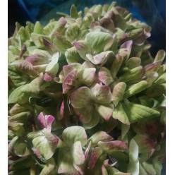 Hortensia Premium Emerald Antic 60cm 17/18