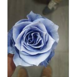 Rosa  Ecu. Tintada Light Blue 50cm "T20"