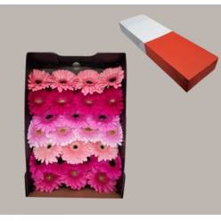 Gerbera Hol. Lila Pink Mix "T25" (7 Dias - 2)