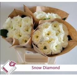 Rosa Hol. Snow Diamond 40cm Bl.
