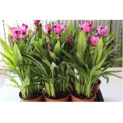 P. Curcuma Al Siam Suprem 17/65cm x6