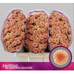Santini Miller Apricot 1100gr "T25"