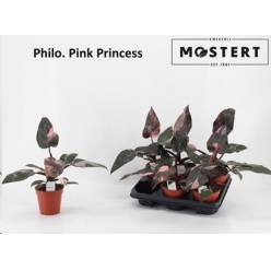 P. Philodendro Pink Princess 12/25cm x6