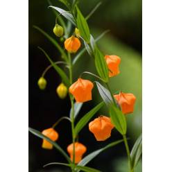 Sandersonia Royal Higness 60cm