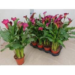 P. Calla Cherry Kiss 14/55cm x8 4F
