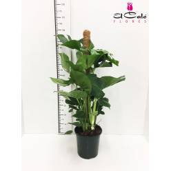 P. Monstera Nac. Tutor 22/100cm x1