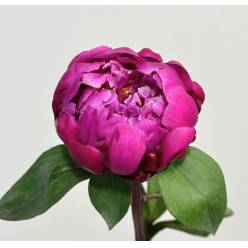 Peonia Nac. Red Sarah Berdnard 55cm