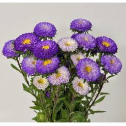 Calistepus Italia Light Blue 70cm