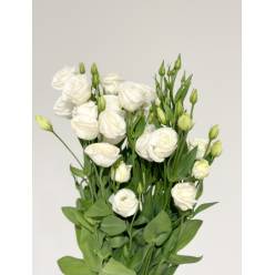 Lisiantus Italia Blanco 70cm